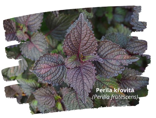 Perila křovitá